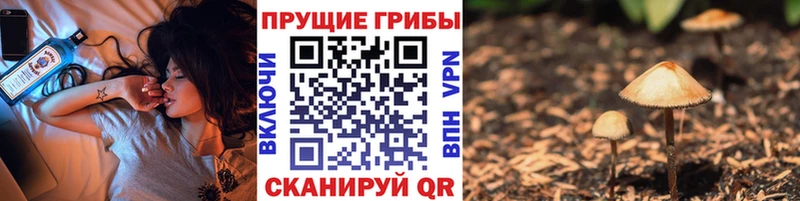 Галлюциногенные грибы Cubensis  наркотики  Кораблино 